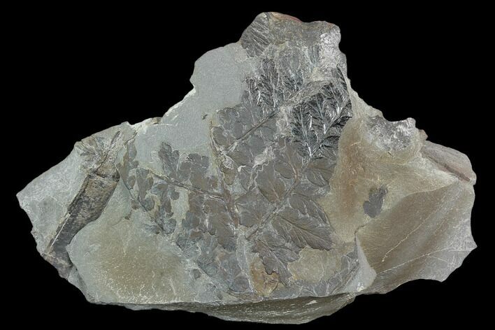 Pennsylvanian Fossil Fern (Sphenopteris) Plate - Alabama #123439